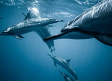 世界杯app下载-探访“零号病人”戈贝尔：如果能重来不会再摸麦克风